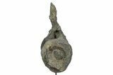 Fossil Sauropod Caudal Vertebra with Metal Stand - Colorado #335454-6
